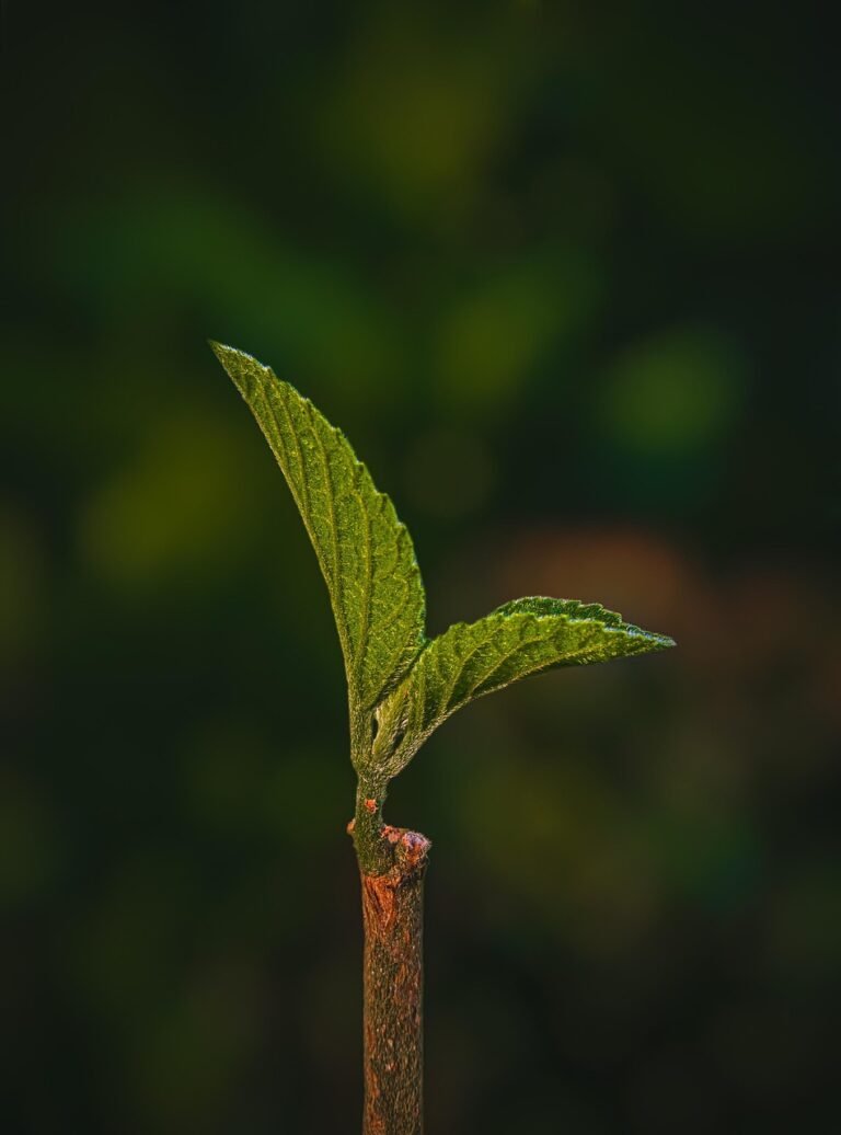 Renfort immunitaire : 4 solutions naturelles à connaître absolument