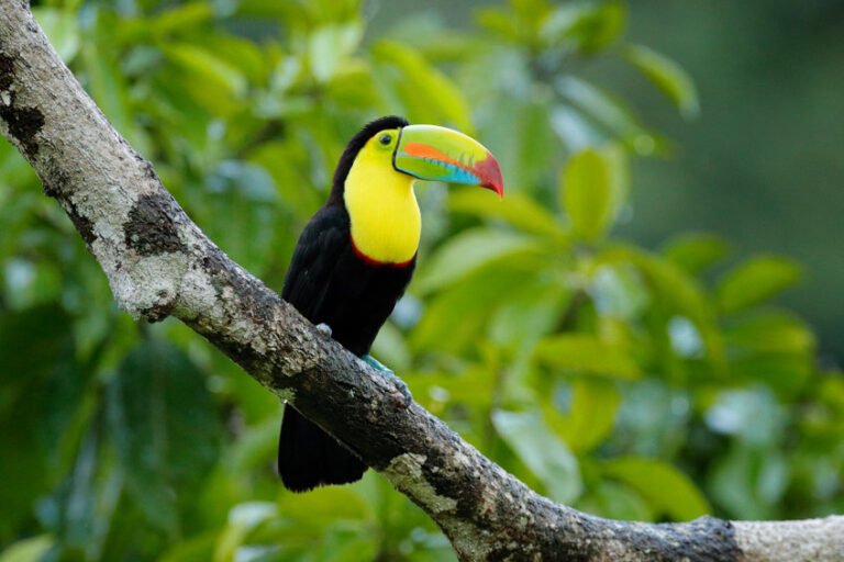 Apprendre la protection de la forêt tropicale lors d’un séjour au Costa Rica