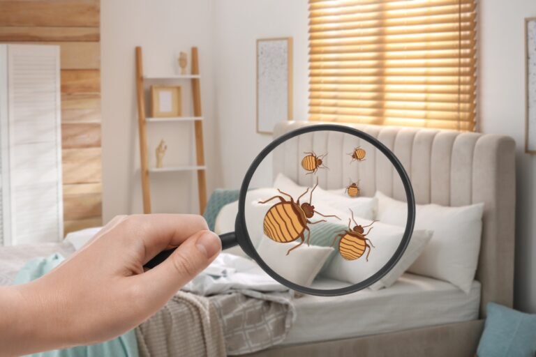 Se débarrasser des punaises de lit soi-même, méthodes, erreurs à éviter et bons réflexes