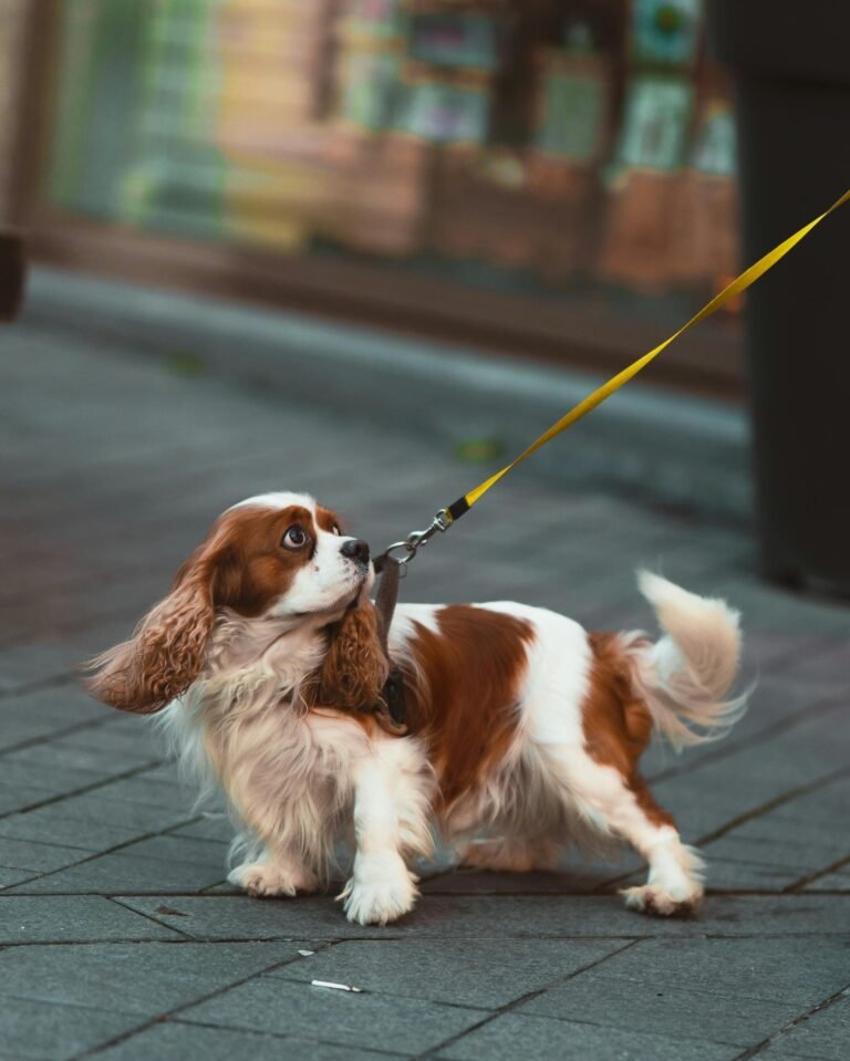 Comment choisir vos accessoires pour votre chien ?